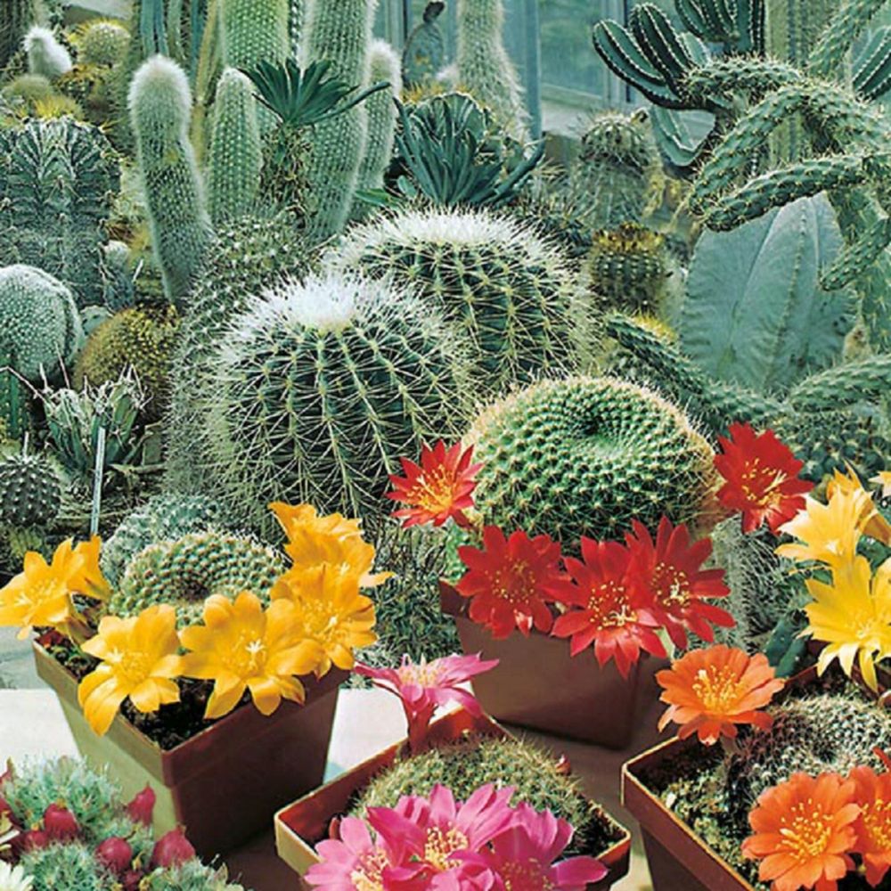 Cactus Flowers Of The Desert Seeds